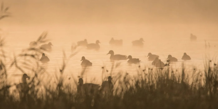 Parc ornithologique du Marquenterre, observation d'oiseaux